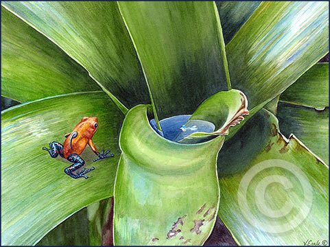 V.Earle_Frog-and-bromeliad-4web-_180